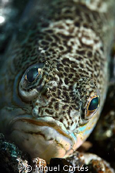 Look at the camera. by Miguel Cortés 
